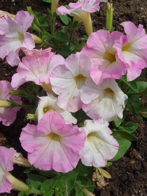 Petunia x 'Fantasy Pink Morn' fleur